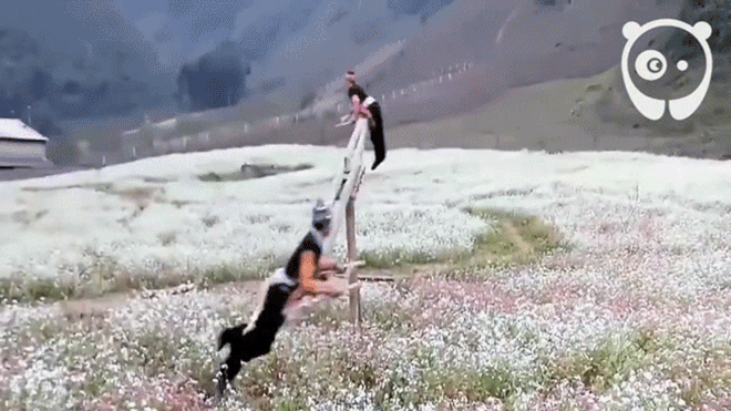 Video chơi đu quay bập bênh tại Mộc Châu nhận được nhiều lời khen trên báo nước ngoài Ảnh 2