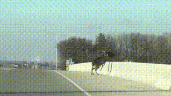 Kinh hoàng cảnh tượng đàn hươu nối đuôi nhau nhảy cầu tử tự Ảnh 2