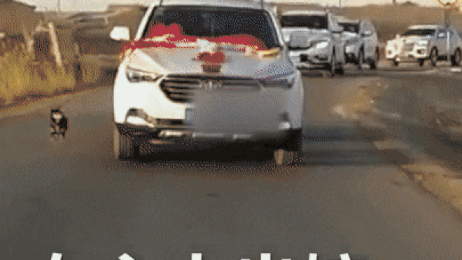 Chú chó chạy theo xe hoa 6km để tiễn cô chủ về nhà chồng khiến bao người cảm động Ảnh 2