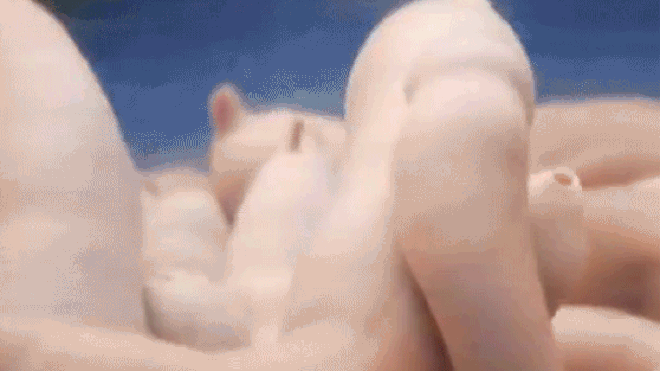 Cận cảnh món cá dương vật sống vẫn còn ngọ nguậy ở Hàn Quốc khiến không ít thực khách phải bỏ chạy Ảnh 2