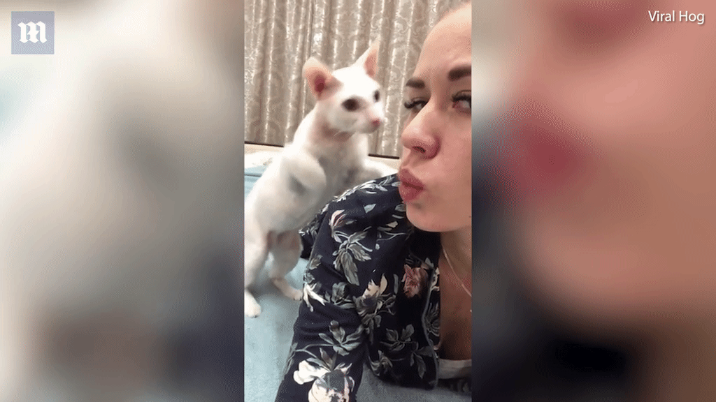 Khi thú cưng 'phản chủ': Mèo tát thẳng mặt cô gái đang chụp ảnh 'tự sướng' Ảnh 2