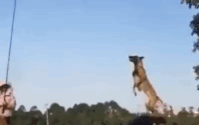 Clip chú chó có biệt tài nhảy cao siêu đẳng khiến dân mạng phát sốt Ảnh 2