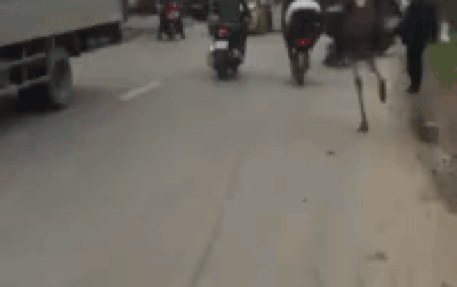 Thích thú xem clip 2 'vận động viên' đà điểu chân dài băng băng chạy giữa phố đông Ảnh 2