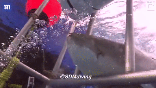 Thót tim khoảnh khắc thợ lặn dùng tay không đẩy cá mập trắng bị kẹt vào lồng Ảnh 2