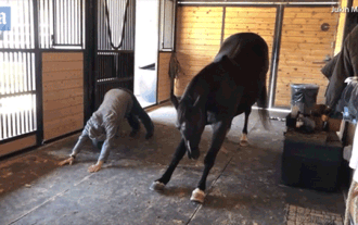 Kỳ lạ chú ngựa tập yoga với người mỗi sáng Ảnh 2