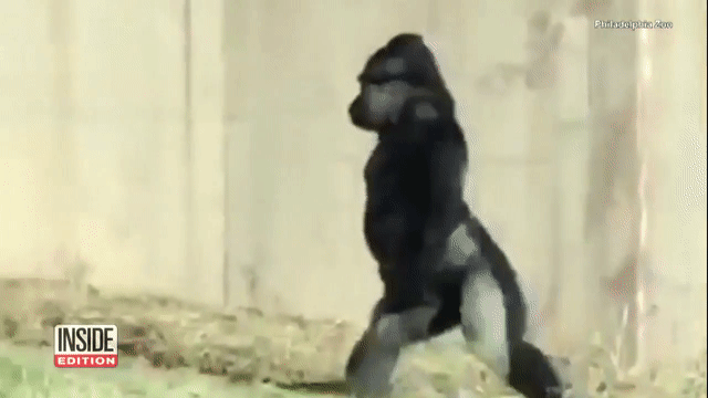 Khỉ đột đi thẳng như người vì không muốn tay dính bẩn Ảnh 2