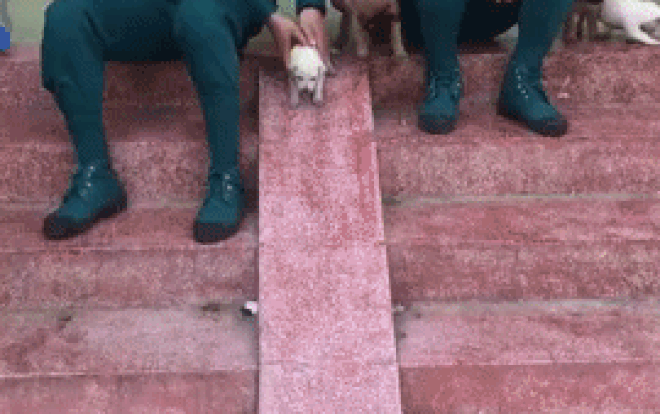 Chỉ là một đàn chó con chơi 'cầu tuột' thôi mà sao đáng yêu đến thế! Ảnh 2