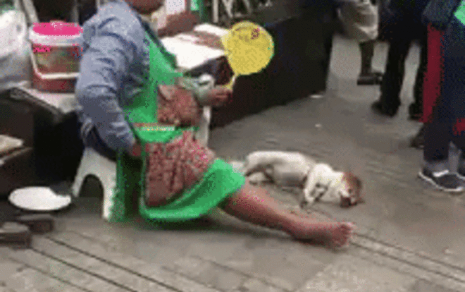 Clip này chỉ dài vài giây nhưng cũng đủ chứng minh truyền thuyết 'sướng như chó' là có thật Ảnh 2