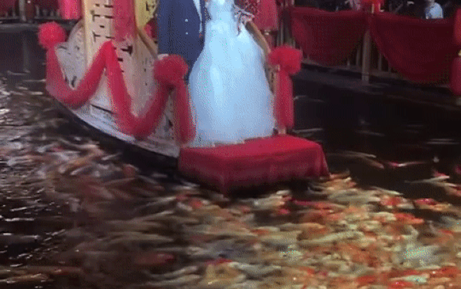 Ra mắt quan khách tại đám cưới bằng thuyền hoa và đàn cá cảnh vây quanh khiến dân mạng tròn mắt Ảnh 2