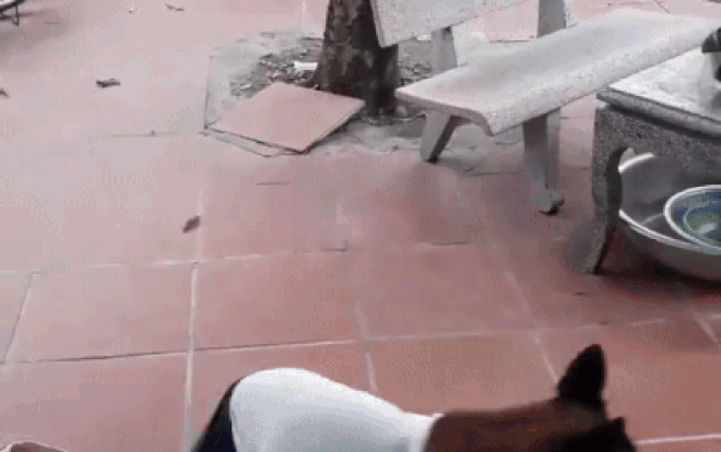 Chú chó diện sơ vin đóng thùng sai gì cũng làm 'đốn tim' dân mạng Ảnh 2