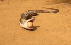 Rắn hổ mang nôn toàn bộ số trứng vừa nuốt vào bụng để dễ tẩu thoát Ảnh 2