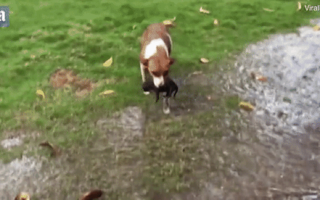 Xúc động hình ảnh chó mẹ sốt sắng đưa đàn con đi tránh bão Ảnh 2