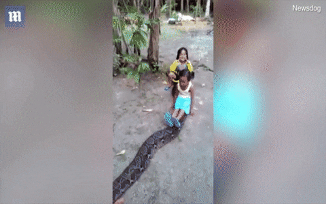 Hoảng hồn hai đứa trẻ trêu đùa trên lưng trăn khổng lồ Ảnh 2