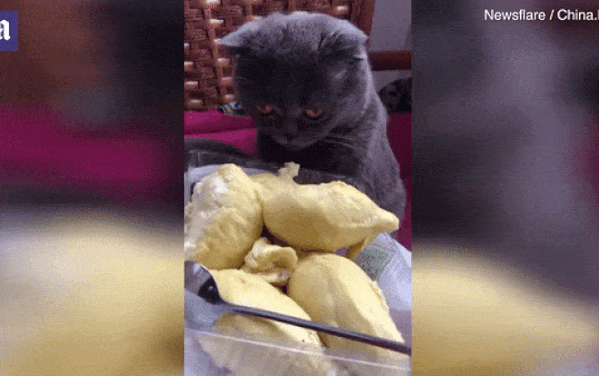 Chú mèo đáng yêu 'nhất hệ mặt trời', ngửi mùi sầu riêng lăn quay ra ngất xỉu Ảnh 2