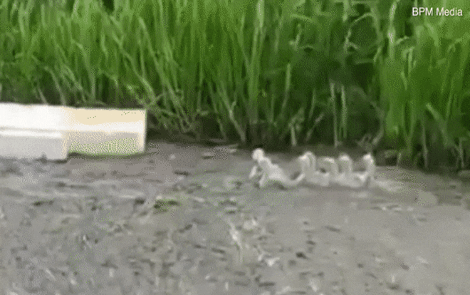 Thiên nga dũng cảm cứu bạn thoát chết bất chấp nguy hiểm Ảnh 2