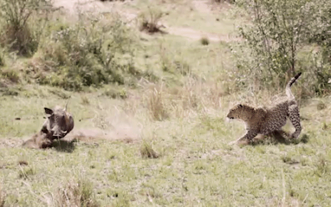 Báo hoa mai mang thai kết liễu lợn rừng to xác trong chưa đầy 5 phút Ảnh 2