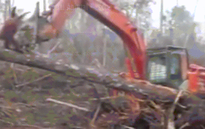 Giây phút đười ươi tấn công máy xúc để bảo vệ rừng Ảnh 2