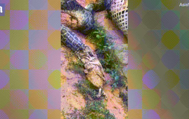 Trăn nôn trả 5 con gà vừa nuốt vào bụng để tự vệ Ảnh 2