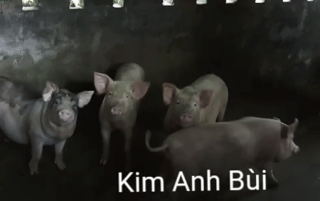 Clip cô gái khiến cả đàn lợn phải ngoan ngoãn, trật tự chỉ sau một câu ra lệnh! Ảnh 2