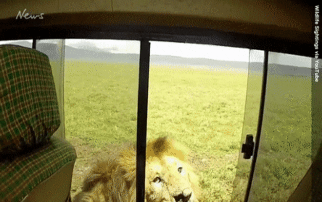 Tự tin vuốt ve sư tử, chàng trai nhận kết 'đắng' Ảnh 2