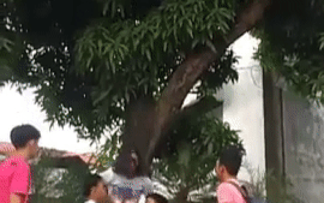 Đỉnh cao hái xoài là đây, chờ gì nữa mà không mau lập team? Ảnh 2