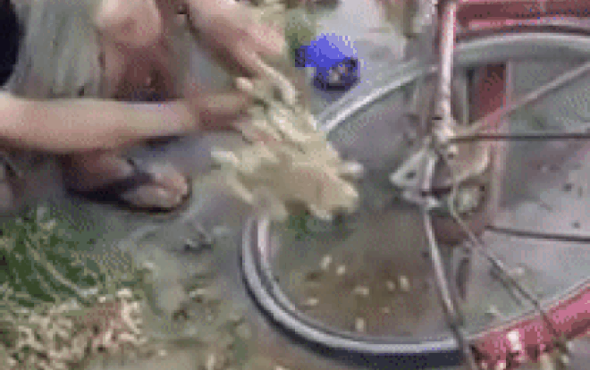 Khi vợ bắt tách củ lạc mà bạn muốn làm nhanh nhanh chóng chóng để còn xem World Cup Ảnh 2