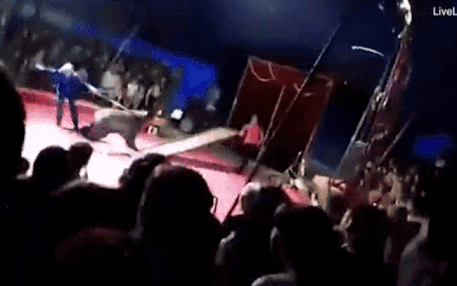 Gấu bất ngờ 'nổi cáu', tấn công người huấn luyện khi đang biểu diễn Ảnh 2