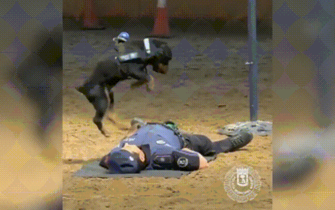 Khoảnh khắc kinh ngạc: Chó hô hấp nhân tạo cứu người Ảnh 2