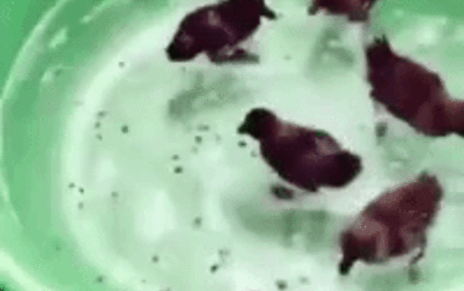 Thanh niên số nhọ mua trứng vịt lộn về tẩm bổ lại hóa thành đàn vịt con tung tăng bơi lội Ảnh 2