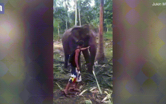 Cố sờ voi, anh chàng bị con vật quật ngã đau đớn Ảnh 2