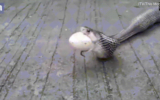 Ăn tham bị mắc nghẹn, rắn hổ mang nôn trả gần chục quả trứng Ảnh 2