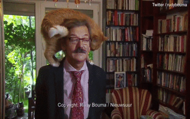 Mèo trèo lên cả đầu chủ nhân, 'phá đám' buổi phỏng vấn trực tiếp Ảnh 2