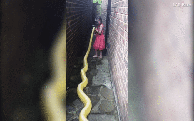 CLIP: Bé gái 5 tuổi vô tư chơi đùa với trăn dài gần 4 m Ảnh 2