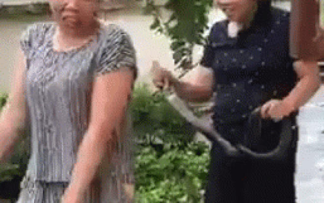 Clip cô giáo vùng cao tay không bắt rắn hổ mang khiến nhiều người ngỡ ngàng Ảnh 2