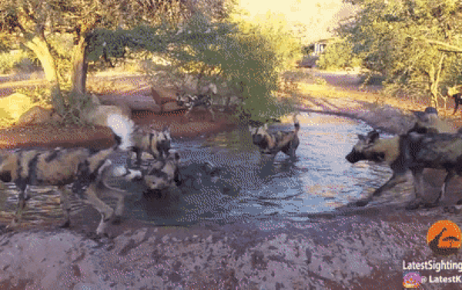 Đàn chó hoang cùng nhau xé xác lợn rừng Ảnh 2