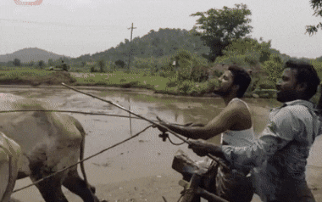 Hai nông dân thực hiện 'Thử thách Kiki' khi kéo cày gây sốt cộng đồng mạng Ảnh 2