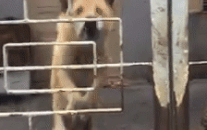 Clip chú chó hung dữ sắp bay ra khỏi cổng, chủ nhà vẫn điềm nhiên 'nó hiền lắm, không cắn đâu' Ảnh 2