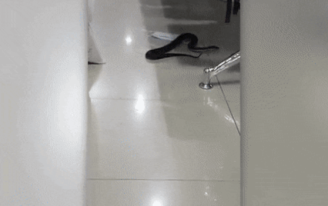 Rắn xuất hiện trong phòng chờ sân bay, hành khách náo loạn Ảnh 2