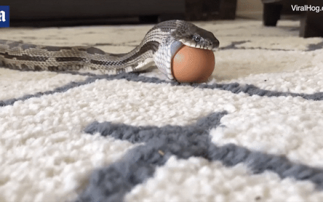 Cận cảnh rắn nuốt trọn quả trứng vào bụng mà không hề bị vỡ Ảnh 2