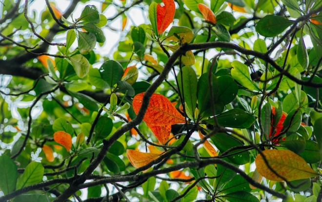 Lâu lắm rồi, Sài Gòn mới có những ngày cây vàng lá đỏ, bầu trời trong xanh chớm thu khẽ khàng đến như vậy! Ảnh 2