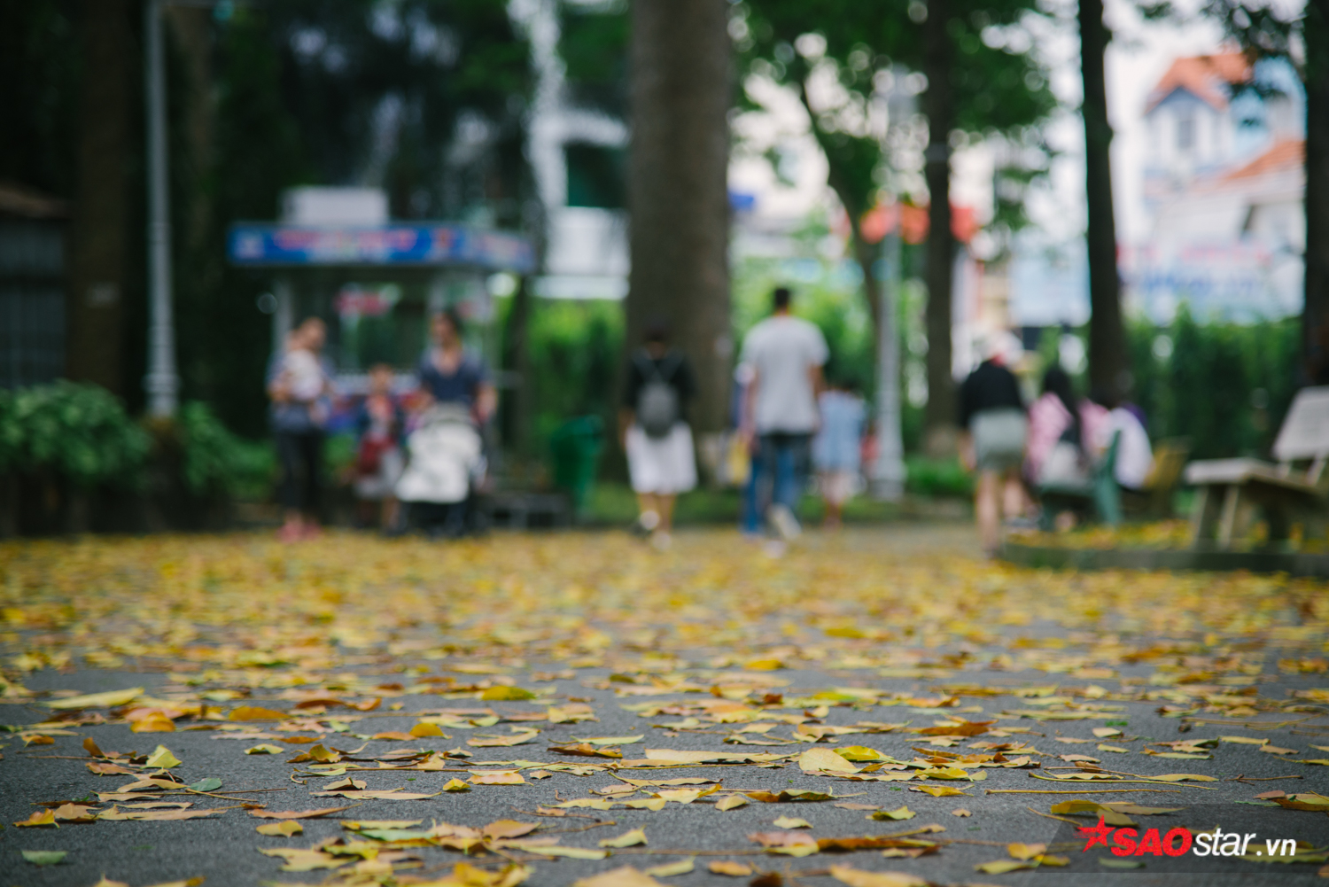 Lâu lắm rồi, Sài Gòn mới có những ngày cây vàng lá đỏ, bầu trời trong xanh chớm thu khẽ khàng đến như vậy! Ảnh 2