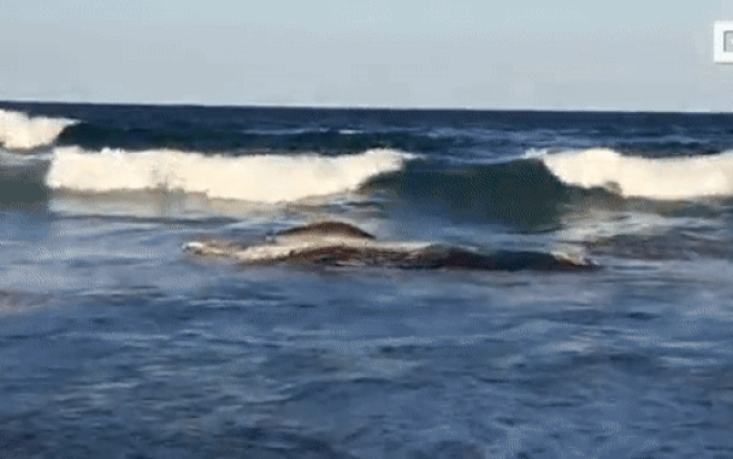 Kinh ngạc cảnh cá mập hổ liều mạng ăn xác cá voi lưng gù Ảnh 2