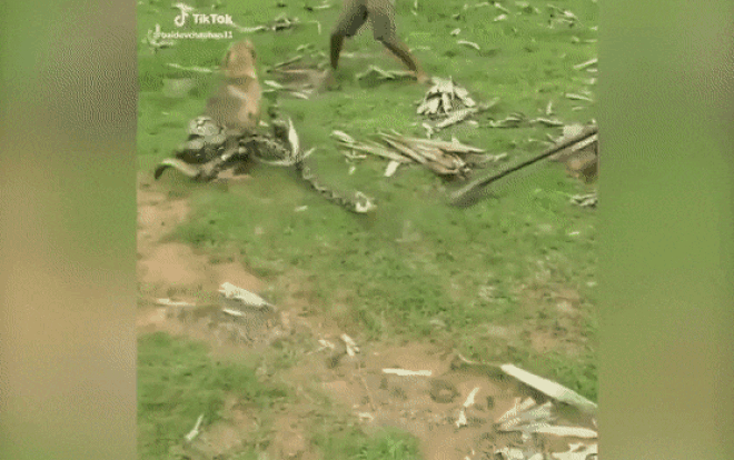 Video: 3 đứa trẻ liều lĩnh bắt rắn bằng tay không cứu chó nhà Ảnh 2