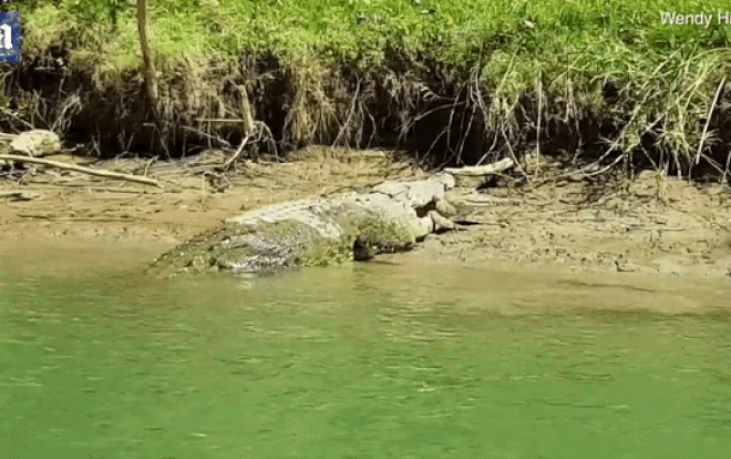 Kinh ngạc cảnh cá sấu ăn thịt đồng loại Ảnh 2