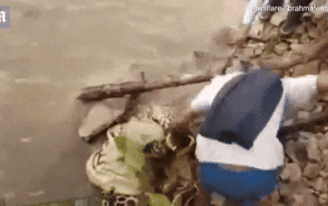 Cố giải cứu con báo bị thương, người đàn ông phải trả giá đắt Ảnh 2