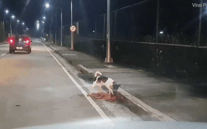 Khoảnh khắc chú chó cố gắng gọi bạn dậy sau tai nạn khiến nhiều người suy ngẫm Ảnh 2