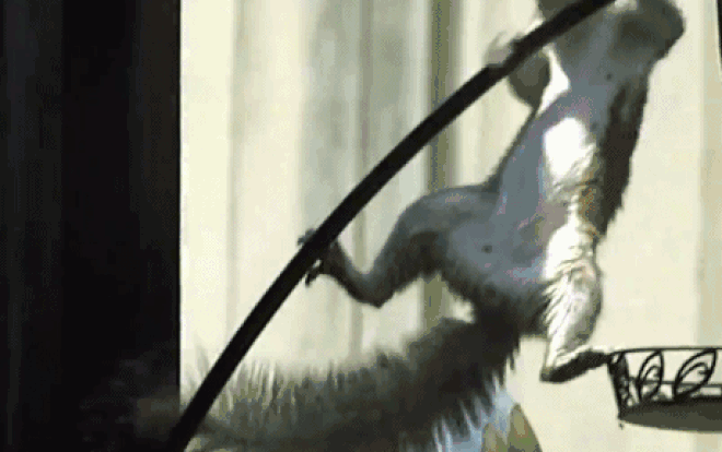 Sóc ngốc nghếch nhận quả đắng khi đua đòi làm đạo tặc Ảnh 2