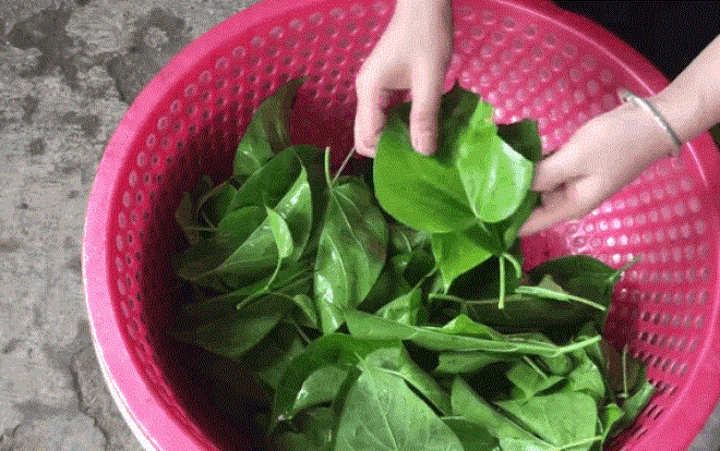 Cháo ấu tẩu và lá ngón xào tỏi - 2 đặc sản có độc của vùng cao và chuyện thú vị đằng sau Ảnh 2