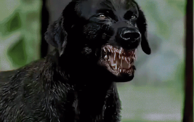 Clip trai làng chạy tán loạn sau khi trêu nhầm chó dữ Ảnh 2