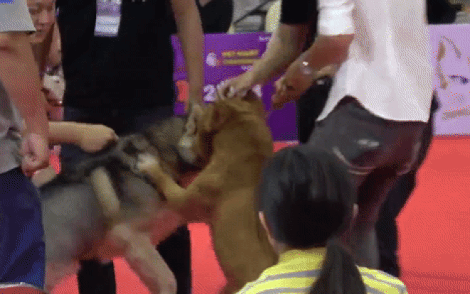 Clip ghi lại cảnh tưởng hãi hùng xảy ra tại cuộc thi dành cho 'cún cưng' Ảnh 2